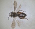  (Andrena lonicera - RMNH.INS.1265873)  @11 [ ] by-nc-sa (2024) Unspecified Naturalis Biodiversity Centre
