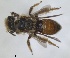  ( - RMNH.INS.1265875)  @11 [ ] by-nc-sa (2024) Unspecified Naturalis Biodiversity Centre