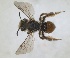  (Andrena limassolica - RMNH.INS.1265876)  @11 [ ] by-nc-sa (2024) Unspecified Naturalis Biodiversity Centre