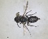  (Andrena leucopsis - RMNH.INS.1265886)  @11 [ ] by-nc-sa (2024) Unspecified Naturalis Biodiversity Centre
