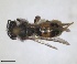  (Andrena leucophaea - RMNH.INS.1265905)  @11 [ ] by-nc-sa (2024) Unspecified Naturalis Biodiversity Centre
