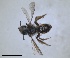  ( - RMNH.INS.1265907)  @11 [ ] by-nc-sa (2024) Unspecified Naturalis Biodiversity Centre