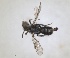  (Andrena pelopa - RMNH.INS.1265921)  @11 [ ] by-nc-sa (2024) Unspecified Naturalis Biodiversity Centre