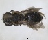  ( - RMNH.INS.1265929)  @11 [ ] by-nc-sa (2024) Unspecified Naturalis Biodiversity Centre