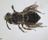  ( - RMNH.INS.1265930)  @11 [ ] by-nc-sa (2024) Unspecified Naturalis Biodiversity Centre