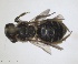  ( - RMNH.INS.1265931)  @11 [ ] by-nc-sa (2024) Unspecified Naturalis Biodiversity Centre