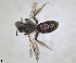 ( - RMNH.INS.1265933)  @11 [ ] by-nc-sa (2024) Unspecified Naturalis Biodiversity Centre