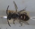  ( - RMNH.INS.1265952)  @11 [ ] by-nc-sa (2024) Unspecified Naturalis Biodiversity Centre