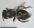  ( - RMNH.INS.1265953)  @11 [ ] by-nc-sa (2024) Unspecified Naturalis Biodiversity Centre