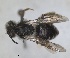  ( - RMNH.INS.1265954)  @11 [ ] by-nc-sa (2024) Unspecified Naturalis Biodiversity Centre