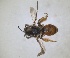  ( - RMNH.INS.1266003)  @11 [ ] by-nc-sa (2024) Unspecified Naturalis Biodiversity Centre