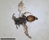  ( - RMNH.INS.1266004)  @11 [ ] by-nc-sa (2024) Unspecified Naturalis Biodiversity Centre