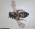  ( - RMNH.INS.1266016)  @11 [ ] by-nc-sa (2024) Unspecified Naturalis Biodiversity Centre