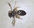  ( - RMNH.INS.1266017)  @11 [ ] by-nc-sa (2024) Unspecified Naturalis Biodiversity Centre