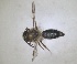  (Andrena cyanomicans - RMNH.INS.1266058)  @11 [ ] by-nc-sa (2024) Unspecified Naturalis Biodiversity Centre