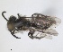 ( - RMNH.INS.1266064)  @11 [ ] by-nc-sa (2024) Unspecified Naturalis Biodiversity Centre