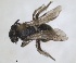  ( - RMNH.INS.1266067)  @11 [ ] by-nc-sa (2024) Unspecified Naturalis Biodiversity Centre