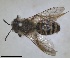  (Andrena tibialis - RMNH.INS.1266072)  @11 [ ] by-nc-sa (2024) Unspecified Naturalis Biodiversity Centre