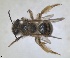  ( - RMNH.INS.1266073)  @11 [ ] by-nc-sa (2024) Unspecified Naturalis Biodiversity Centre