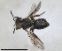  (Andrena minutula - RMNH.INS.1266076)  @11 [ ] by-nc-sa (2024) Unspecified Naturalis Biodiversity Centre