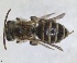  ( - RMNH.INS.1266083)  @11 [ ] by-nc-sa (2024) Unspecified Naturalis Biodiversity Centre