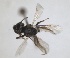  (Andrena pulicaria - RMNH.INS.1266127)  @11 [ ] by-nc-sa (2024) Unspecified Naturalis Biodiversity Centre