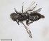  ( - RMNH.INS.1266129)  @11 [ ] by-nc-sa (2024) Unspecified Naturalis Biodiversity Centre