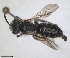  ( - RMNH.INS.1266147)  @11 [ ] by-nc-sa (2024) Unspecified Naturalis Biodiversity Centre