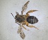  ( - RMNH.INS.1266177)  @11 [ ] by-nc-sa (2024) Unspecified Naturalis Biodiversity Centre