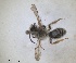  ( - RMNH.INS.1266178)  @11 [ ] by-nc-sa (2024) Unspecified Naturalis Biodiversity Centre