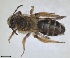 ( - RMNH.INS.1266179)  @11 [ ] by-nc-sa (2024) Unspecified Naturalis Biodiversity Centre