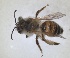  ( - RMNH.INS.1266189)  @11 [ ] by-nc-sa (2024) Unspecified Naturalis Biodiversity Centre