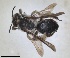  (Andrena quadrimaculata - RMNH.INS.1266190)  @11 [ ] by-nc-sa (2024) Unspecified Naturalis Biodiversity Centre