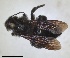  ( - RMNH.INS.1266192)  @11 [ ] by-nc-sa (2024) Unspecified Naturalis Biodiversity Centre