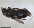  (Andrena cussariensis - RMNH.INS.1266193)  @11 [ ] by-nc-sa (2024) Unspecified Naturalis Biodiversity Centre
