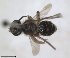  ( - RMNH.INS.1266197)  @11 [ ] by-nc-sa (2024) Unspecified Naturalis Biodiversity Centre