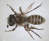  ( - RMNH.INS.1266210)  @11 [ ] by-nc-sa (2024) Unspecified Naturalis Biodiversity Centre