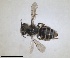  (Andrena monacha - RMNH.INS.1266252)  @11 [ ] by-nc-sa (2024) Unspecified Naturalis Biodiversity Centre