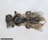  ( - RMNH.INS.1266260)  @11 [ ] by-nc-sa (2024) Unspecified Naturalis Biodiversity Centre