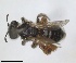  ( - RMNH.INS.1266262)  @11 [ ] by-nc-sa (2024) Unspecified Naturalis Biodiversity Centre