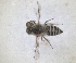 ( - RMNH.INS.1302416)  @11 [ ] by-nc-sa (2024) Unspecified Naturalis Biodiversity Centre