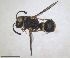  ( - RMNH.INS.1302430)  @11 [ ] by-nc-sa (2024) Unspecified Naturalis Biodiversity Centre