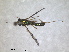  ( - RMNH.INS.1530445)  @11 [ ] by-nc-sa (2023) Unspecified Naturalis Biodiversity Centre