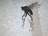  ( - RMNH.INS.1530449)  @11 [ ] by-nc-sa (2023) Unspecified Naturalis Biodiversity Centre