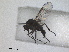  ( - RMNH.INS.1530490)  @11 [ ] by-nc-sa (2023) Unspecified Naturalis Biodiversity Centre