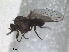  ( - RMNH.INS.1530491)  @11 [ ] by-nc-sa (2023) Unspecified Naturalis Biodiversity Centre