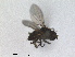  (Hydrellia ranunculii - RMNH.INS.1530504)  @11 [ ] by-nc-sa (2023) Unspecified Naturalis Biodiversity Centre