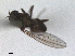  ( - RMNH.INS.1530505)  @11 [ ] by-nc-sa (2023) Unspecified Naturalis Biodiversity Centre
