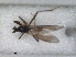  (Tachydromia costalis - RMNH.INS.1530533)  @11 [ ] by-nc-sa (2023) Unspecified Naturalis Biodiversity Centre
