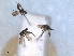  (Tachydromia connexa - RMNH.INS.1530601)  @11 [ ] by-nc-sa (2024) Unspecified Naturalis Biodiversity Centre